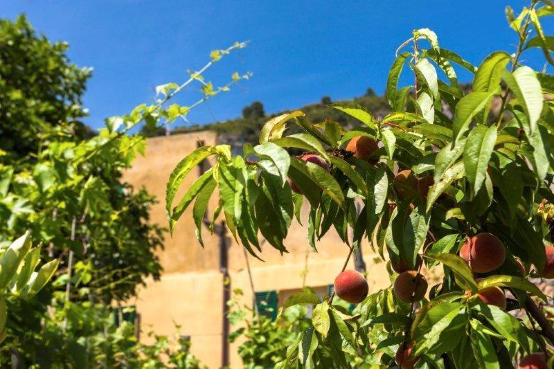 מלון פינאלה ליגורה Agriturismo La Selva מראה חיצוני תמונה