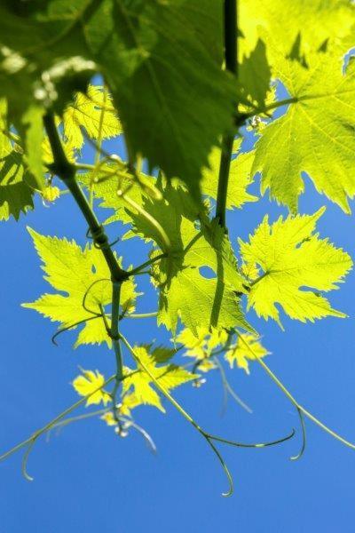 מלון פינאלה ליגורה Agriturismo La Selva מראה חיצוני תמונה