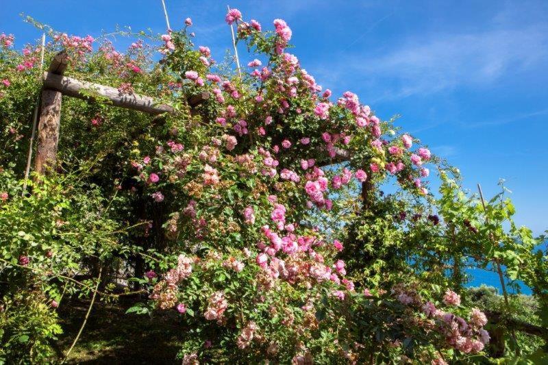 מלון פינאלה ליגורה Agriturismo La Selva מראה חיצוני תמונה