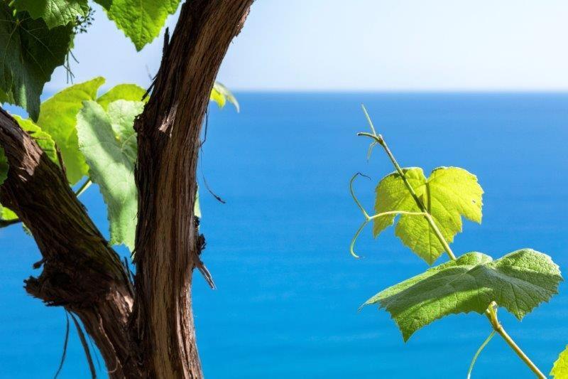 מלון פינאלה ליגורה Agriturismo La Selva מראה חיצוני תמונה