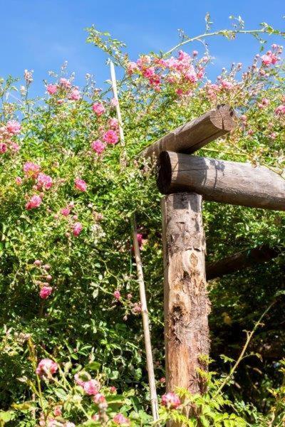 מלון פינאלה ליגורה Agriturismo La Selva מראה חיצוני תמונה