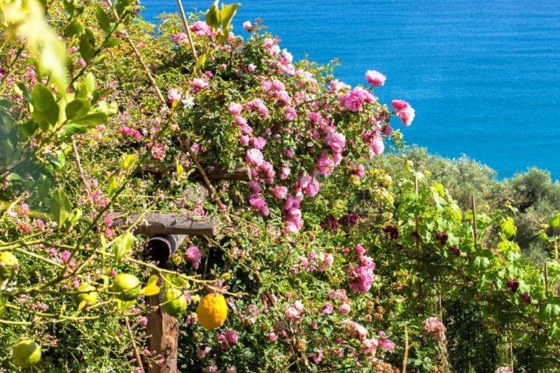 מלון פינאלה ליגורה Agriturismo La Selva מראה חיצוני תמונה